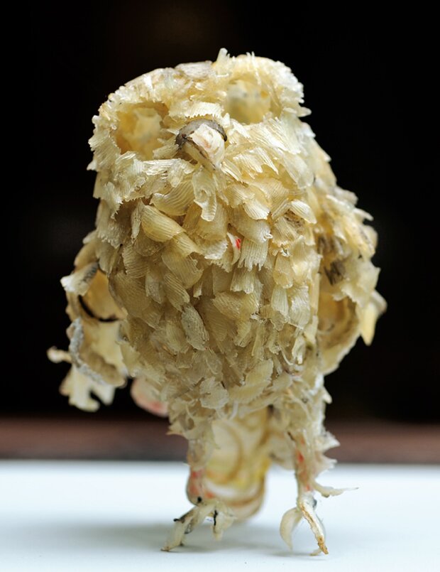 Lionel-Sabatté--Chevêche-Athena_Dorfmann